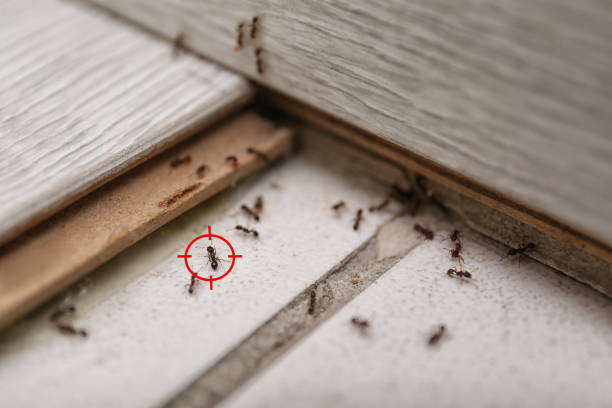 Professional Pest Control in Montrose, MN