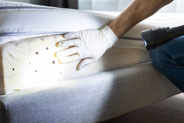 Best Wasp Removal Services  in Montrose, MN