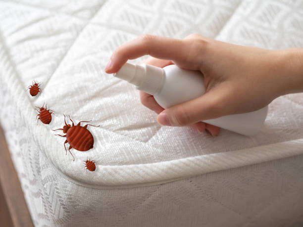 Best Bed Bug Extermination  in Montrose, MN