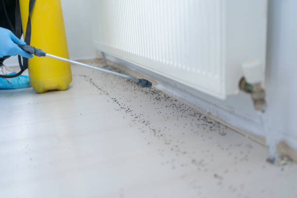 Best Emergency Pest Control  in Montrose, MN